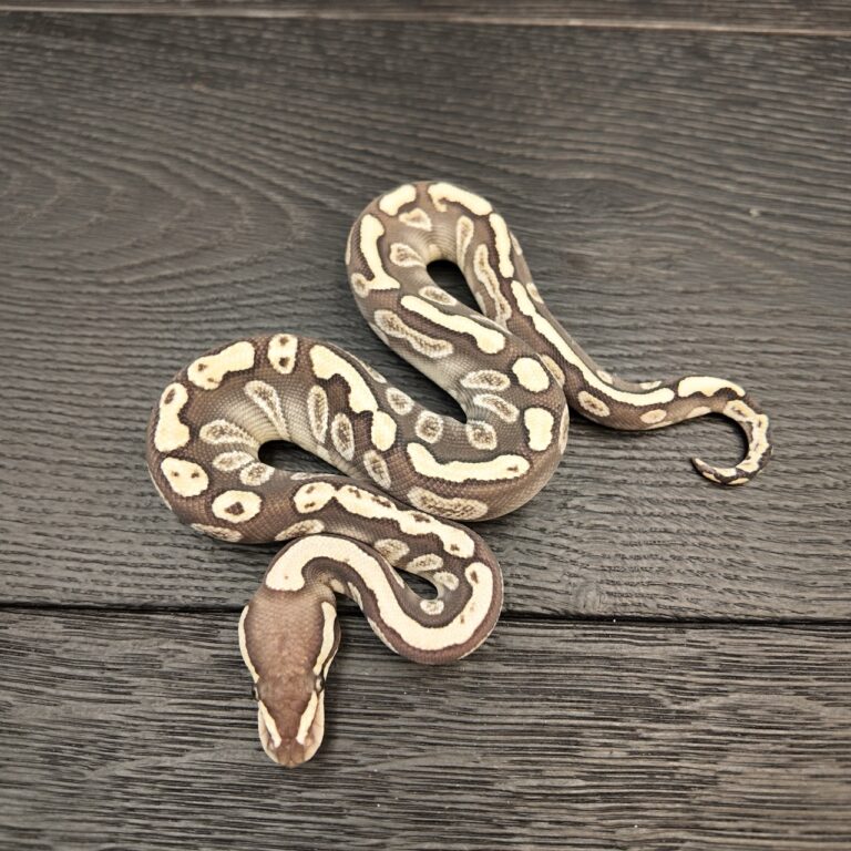 61/2026 - 1.0 Ghi Fire Butter het Clown