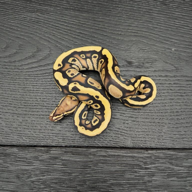 32/2026 - 1.0 Black Head Fire het Clown