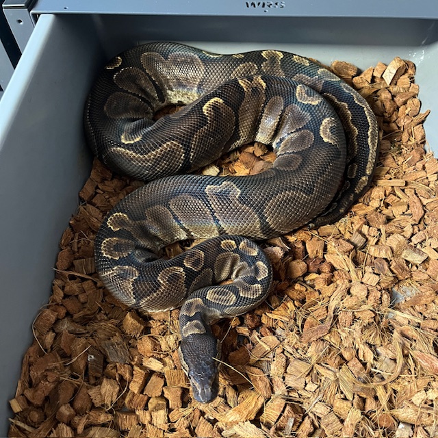 0.1 Ghi het Clown (Dorosła Samica)