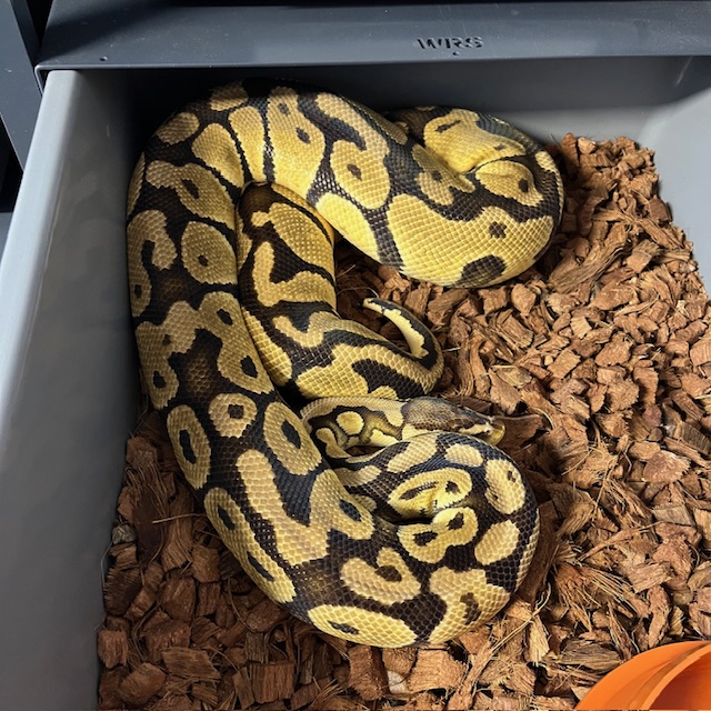 0.1 Pastel het Clown (Dorosła Samica)
