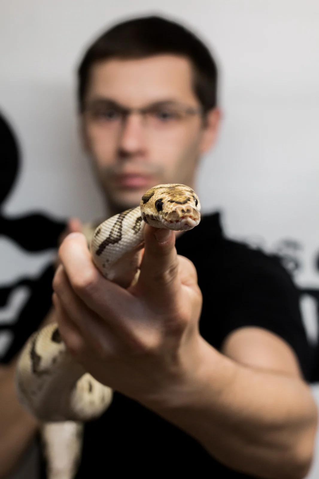 Hodowca Pythons-Passion.pl z pytonem królewskim
